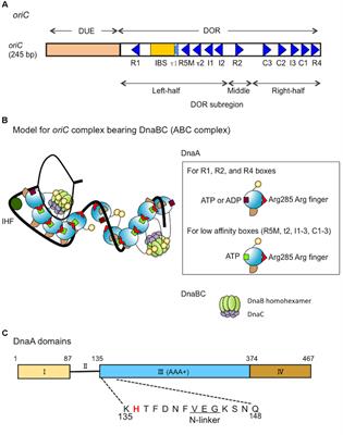 The DnaA AAA+ Domain His136 Residue Directs DnaB Replicative Helicase to the Unwound Region of the Replication Origin, oriC